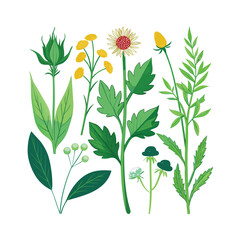 Hand drawn design botanical elements collection