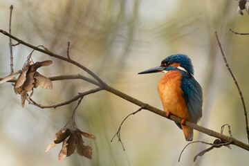 kingfisher on branch