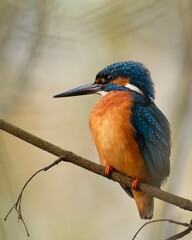 kingfisher on a branch