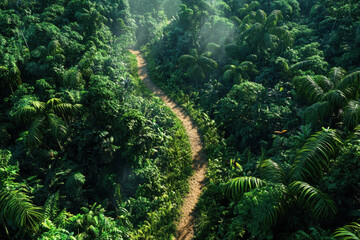 Aerial View of Trail Through Dense Rainforest