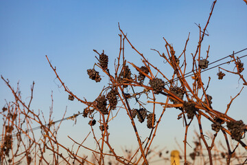 Winter landscape in sunny weather. Vineyards in the Palava region. Remains of grapes after harvest