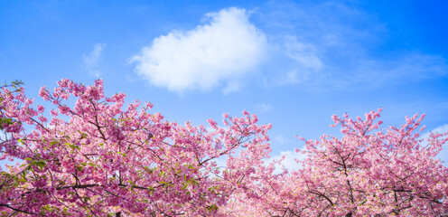 河津桜と青空