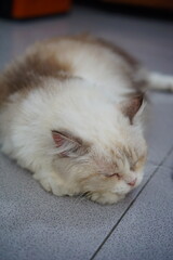 Potrait of Himalayan Cat