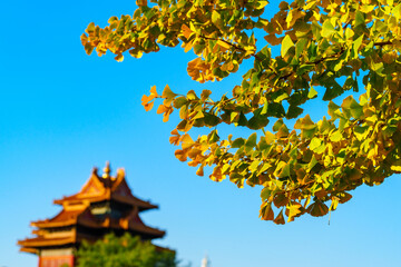 Overlooking Watch Tower of the Forbidden City and yellow ginkgo leaves under blue sky in sunlight...