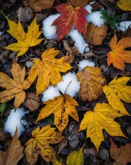 Obraz premium autumn leaves background