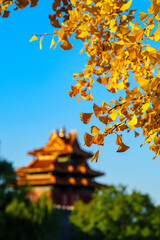 Overlooking Watch Tower of the Forbidden City and yellow ginkgo leaves under blue sky in sunlight in Autumn