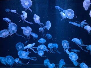 A photo of a luminescent jellyfish. © tonami
