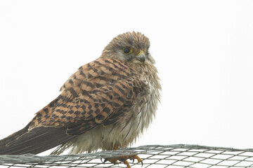 A hunting Kestrel, Falco tinnunculus, perching on a wire fence  in a meadow.	