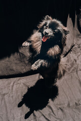 Pomeranian Spitz. Dog portrait on a black background.