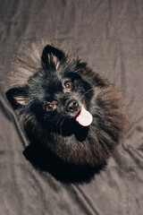 Pomeranian Spitz. Dog portrait on a black background.