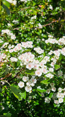 Spring blossom apple tree in fruit orchard