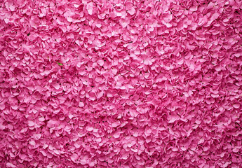 Fototapeta premium Pink roses in a seamless pattern form a romantic floral wall. The vibrant hues create a luxurious, celebratory backdrop.