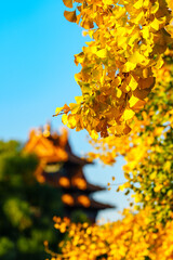 Overlooking Watch Tower of the Forbidden City and yellow ginkgo leaves under blue sky in sunlight in Autumn
