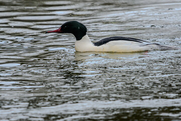 Ein Gänsesäger an einem frostigen Dezembertag