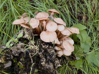mushrooms in the woods