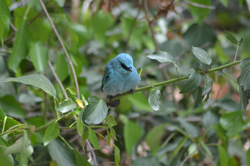 Graceful Bird in Flight – Symbol of Freedom and Nature’s Beauty
