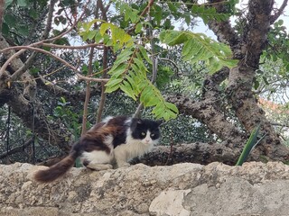 Obraz premium cat in the garden