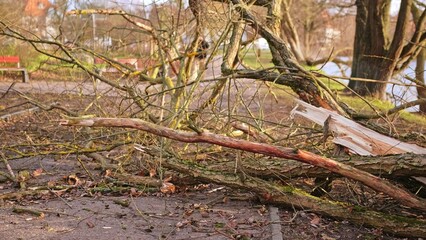 Fallen Park Tree Broken By Strong Hurricane Wind