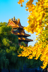 Overlooking Watch Tower of the Forbidden City and yellow ginkgo leaves under blue sky in sunlight in Autumn