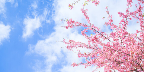 河津桜と青空