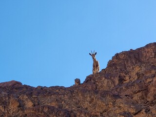 mountain goat on a rock