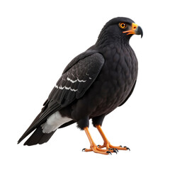 Obraz premium 3D Illustration of a Black Feathered Bird of Prey with Orange Accents