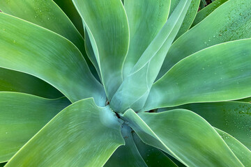 Agave attenuata or Fox tail tropical succulent plant. Abstract floral background with copy space.
