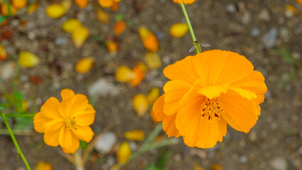 オレンジ色のコスモスとハチ