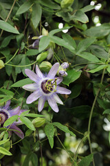 Macro image a Passionflower bloom surrounded by foliage and buds, Derbyshire England