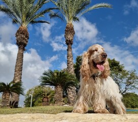  dog in the park