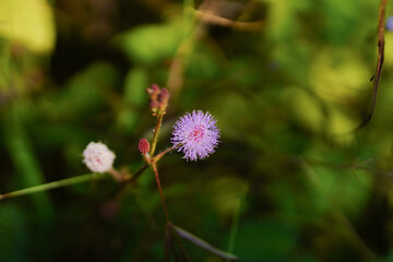 Sensitive plant or sleepy plant flowers (Mimosa pudica)