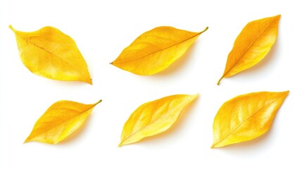 Fototapeta premium Vibrant yellow autumn leaves arranged artistically on a clean white background showcasing seasonal beauty and nature's colors