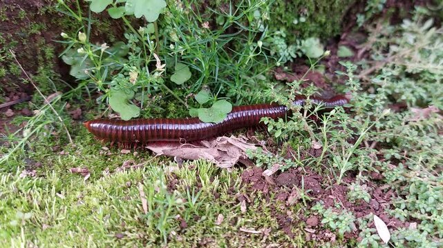 The millipede creeps on the tiny green leaves