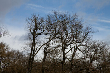 Arbres en hiver sans feuillage