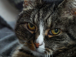 Close-up portrait of a gray tabby cat. Cute cat.