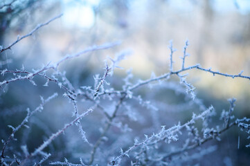 Frost, the frozen night dew, covering branches along the banks of the Júcar River in Cuenca, Castilla-La Mancha, Spain, creating a serene winter scene