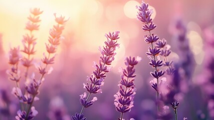 Naklejka premium Lavender flowers in sunlight showcasing natural beauty and essence for aromatherapy and relaxation purposes
