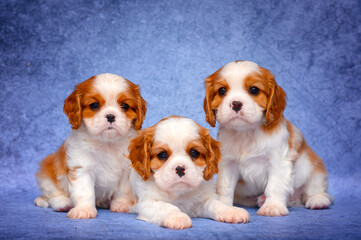 three dogs cavalier king charles spaniel puppies 6 weeks old sitting on blue background