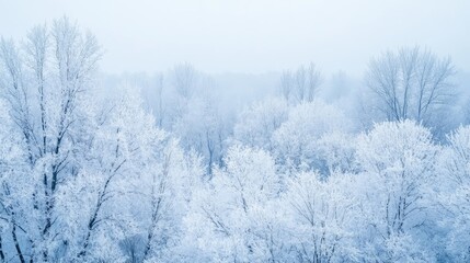 Aerial winter landscape of snow-covered forest with a serene top-down view of frost-covered trees in soft blue and white tones