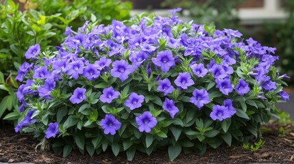 Obraz premium Ruellia simplex vibrant purple flowers in full bloom showcasing lush foliage in a garden setting ideal for landscaping and floral arrangements