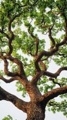 Fototapeta premium Oak tree with sprawling canopy, textured bark, and vibrant green leaves. Its intricate branches create a bold and natural display on a white background.
