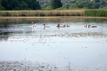 Naklejka premium Swan. bird on the water. white swans swims in a lake. big beautiful swans floats on the river on a beautiful autumn, sunny day. wild bird, natural background. family of white swans