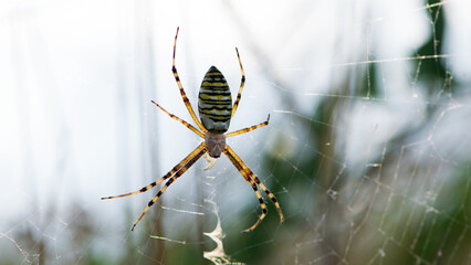 Argiope bruennichi. large wasp spider sits on a web on a blurry background. Argiope Bruennichi, spider wasp. a species of araneomorph spider. macro, black-yellow male spider. predator on the hunt