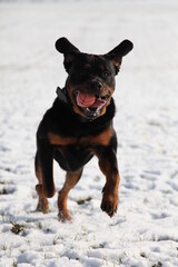 Rottweiler l&auml;uft &uuml;ber einen Acker mit Schnee im Winter 