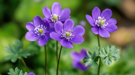 Fototapeta premium Beautiful cluster of wild purple flowers blooming in a lush green garden setting, capturing nature's vibrant colors and delicate details.