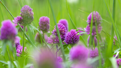 Red Clover, Trifolium pratense, in a typical meadow environment. delicate flower, on a light green natural background. macro nature. wild flower. pink clover, flower in the field. close-up