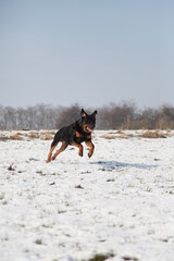 Rottweiler läuft über einen Acker mit Schnee im Winter 