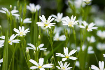 Stellaria holostea. delicate forest flowers of the chickweed, Stellaria holostea or Echte Sternmiere. floral background. white flowers on a natural green background. beauty of nature. close-up