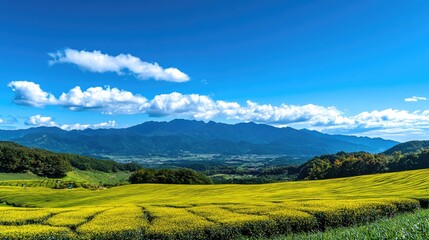 Fototapeta premium Vibrant yellow tea plantations under a bright blue sky with mountains showcasing scenic beauty ideal for luxury real estate presentations