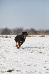 Rottweiler im Winter beim spielen auf einem Acker